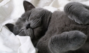 1480-Dark Gray Cat Sleeping